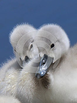 Cygnets photo