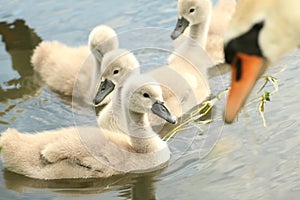 cygnets on the pond on a sunny morning cygnets swim in a group with their mother on a spring morning