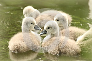 cygnets on the pond on a sunny morning a family of cygnets swim in the water on a spring morning