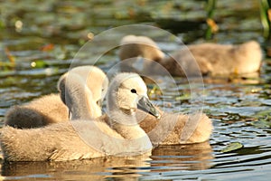 cygnets on the pond on a sunny morning a family of cygnets swim in the water on a spring morning