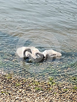 Cygnets in shallow water