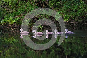 Cygnets swimming in a line photo