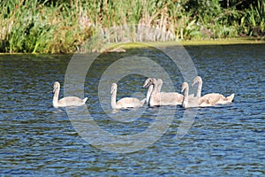 Cygnets