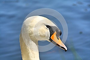 Cygnini Swan head in close up