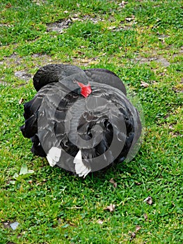Cygnus atratus (Black Swan)