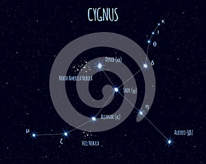 Cygnus constellation, vector illustration with the names of basic stars