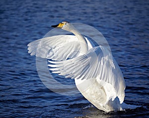 Cygnus cygnus - whooper swan