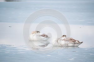 Cygnus cygnus youngsters on ice