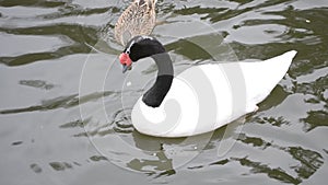 Cygnus melancoryphus. Beautiful black necked swan in a pond
