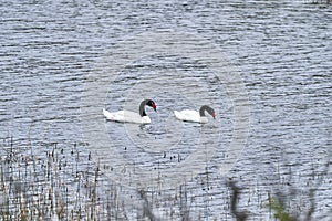 Cygnus melancoryphus black necked swan