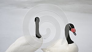Cygnus melancoryphus. Two black necked swans