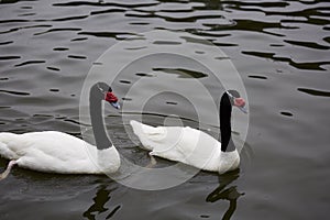 Cygnus melancoryphus on water