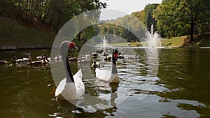 Cygnus melanocoryphus and ducks on the lake. Mezhyhiria.