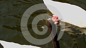 Cygnus melanocoryphus on the lake. Mezhyhiria.