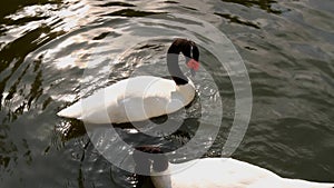 Cygnus melanocoryphus on the lake. Mezhyhiria.