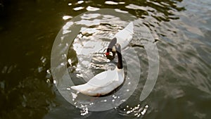 Cygnus melanocoryphus on the lake. Mezhyhiria.