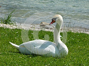 Single mute swan sitting in the grass at the shore photo