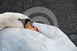 Cygnus olor swan in close up. Shot at Leazes Park