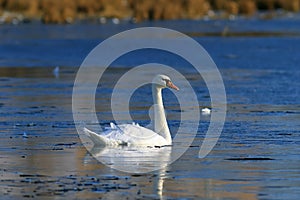 Cygnus olor. Swan muta autumnus mane in gelida lacus in Siberia photo