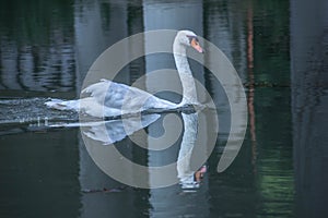 Cygnus is the taxonomic genus with which the largest aquatic birds of the Anatidae family are identified, commonly called `Cigni`