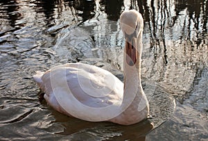 Cygnus is the taxonomic genus with which the largest waterfowl of the Anatidae family are identified, these birdssize - photo