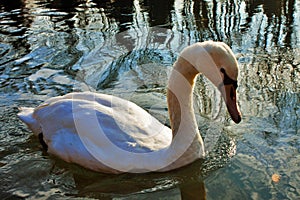Cygnus is the taxonomic genus with which the largest waterfowl of the Anatidae family are identified, thes