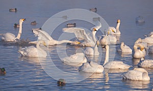 Cygnus cygnus - whooper swan flittering on Altai lake