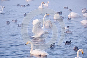 Cygnus cygnus - whooper swan flittering on Altai lake