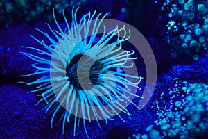 Cylinder anemone Cerianthus membranaceus.