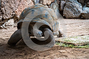 Cylindraspis triserrata Giant Tortoise