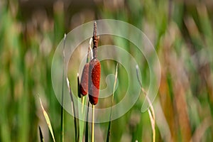 Cylindrical brown seed of Southern cattail or cumbungi Typha domingensis against blue sky. photo