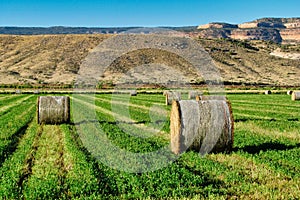 Cylindrical Hay Bales in August