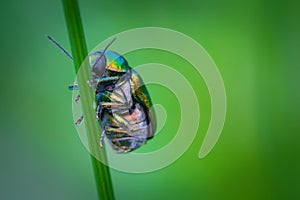 Cylindrical leaf beetles Cryptocephalus sericeus