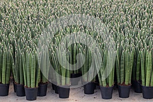 Cylindrical snake plant or Sansevieria cylindrica in black pot.Also known as the African spear or spear Sansevieria.