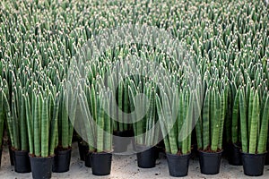 Cylindrical snake plant or Sansevieria cylindrica in black pot.Also known as the African spear or spear Sansevieria.