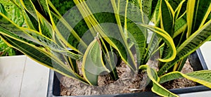 Cylindrical snake plant or Sansevieria cylindrica. plants to absorb pollution