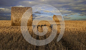 Cylindrical straw bales