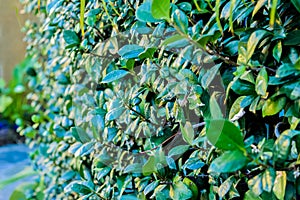 Cylindrically trimmed bushes