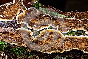 Cylindrobasidium evolvens - saprotrophic crust fungus on a rotten tree branch photo