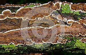 Cylindrobasidium evolvens - saprotrophic crust fungus on a rotten tree branch, Odessa photo