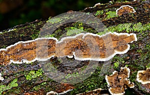 Cylindrobasidium evolvens - saprotrophic crust fungus on a rotten tree branch, Odessa photo