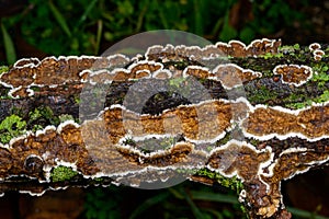 Cylindrobasidium evolvens - saprotrophic crust fungus on a rotten tree branch, Odessa photo