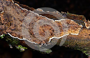 Cylindrobasidium evolvens - saprotrophic crust fungus on a rotten tree branch, Odessa photo