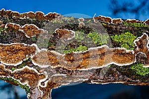 Cylindrobasidium evolvens - saprotrophic crust fungus on a rotten tree branch, Odessa photo