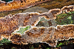 Cylindrobasidium evolvens - saprotrophic crust fungus on a rotten tree branch, Ukraine photo
