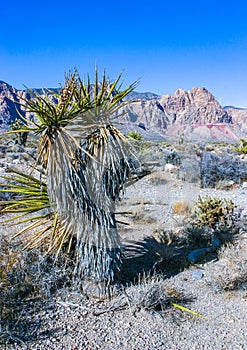 Cylindropuntia acanthocarpa and Yucca brevifolia tree, spiny cacti and other desert plants in rock desert in the foothills,