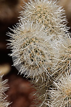 Cylindropuntia Bigelovii Spines - Sonoran Desert - 022422