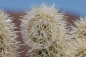 Cylindropuntia Bigelovii Spines - Sonoran Desert - 022422