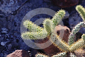 Cylindropuntia cactus close-up.