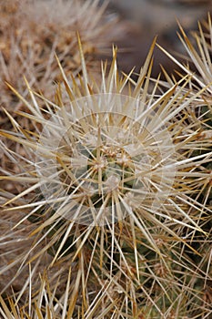 Cylindropuntia Echinocarpa Spines - N Mojave Desert - 030322